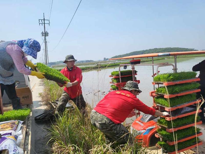 교동면_모내기_농가_격려