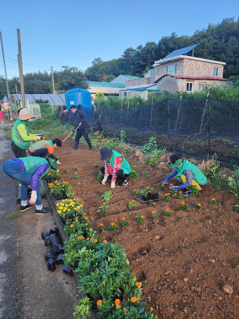 교동면_남여새마을지도자,_꽃길_조성에_함께해_3