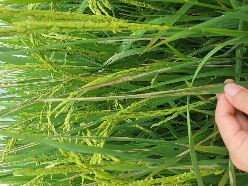 혹명나방_피해사진들_(1)