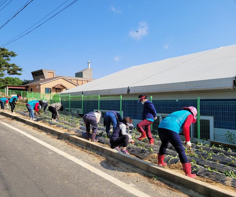 내가면_지역사회보장협의체_고구마_식재