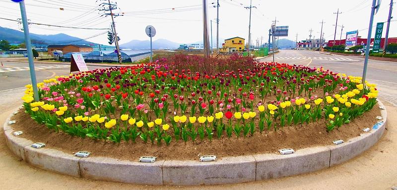 내가면_외포리_회전교차로_봄꽃_식재