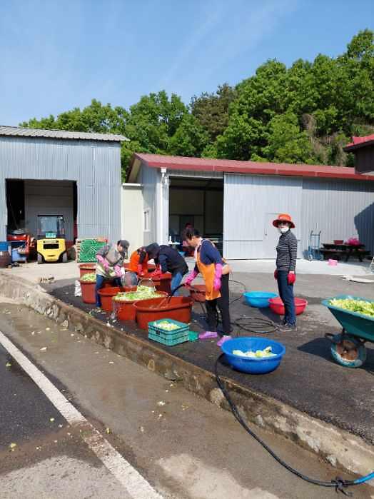 내가면_사랑의_열무김치_나눔_(2)