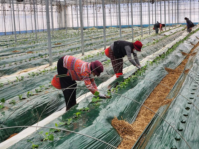 농업기술센터_오이정식_(2)