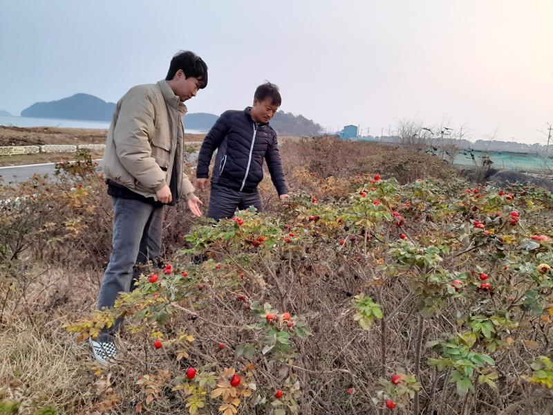 서도면_해당화_명품길_조성