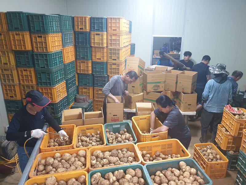 선원면_주민자치위원회_감자_수확_(2)