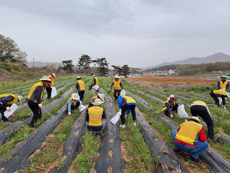 선원면_노인봉사단_일손돕기_(2)