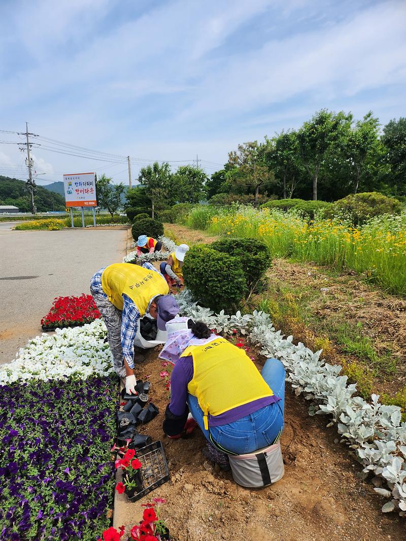 선원면_여름꽃_식재