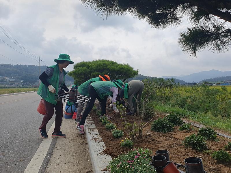 송해면_부녀회_가을꽃_식재_(1)
