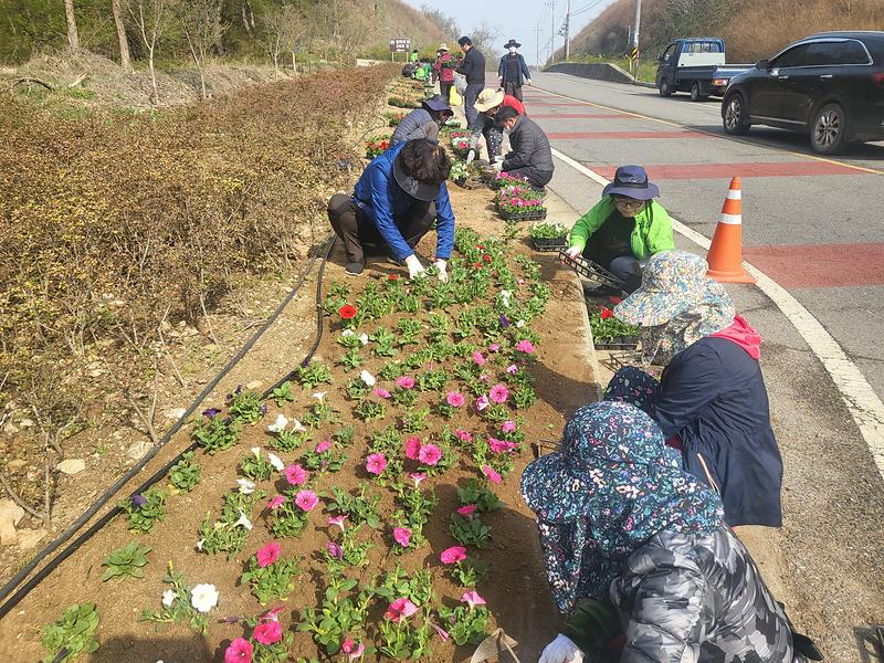 양도면_봄꽃식재