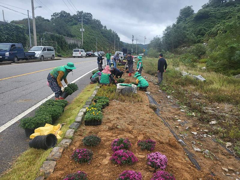 양도면_가을꽃_식재_(1)