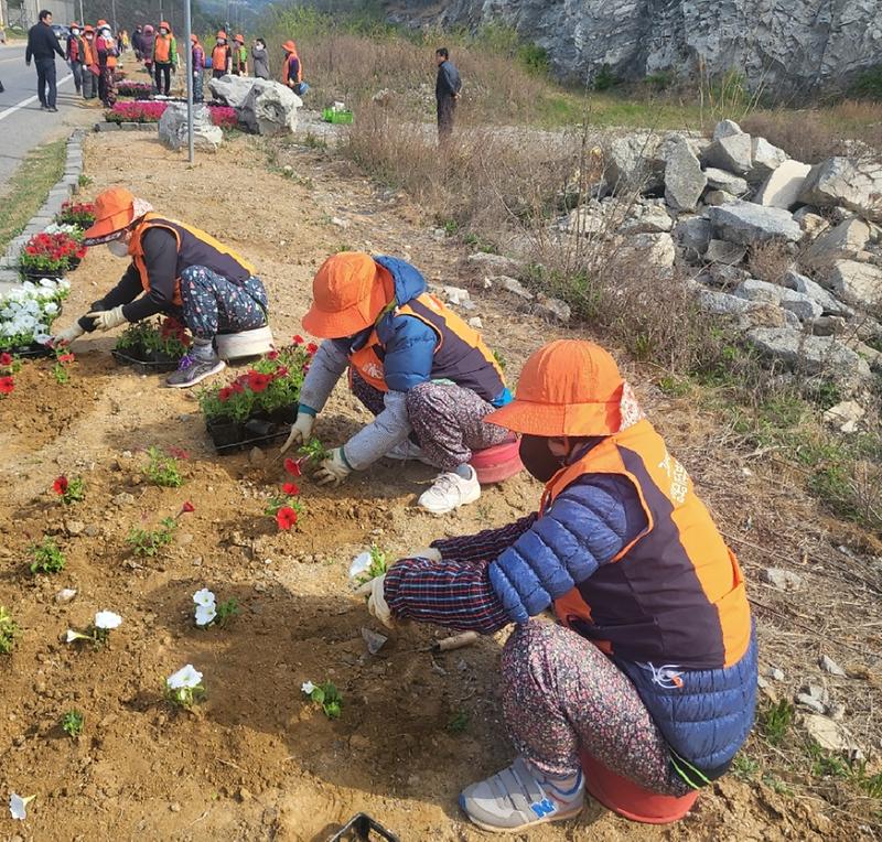 양도면_농가주부모임_초화_식재