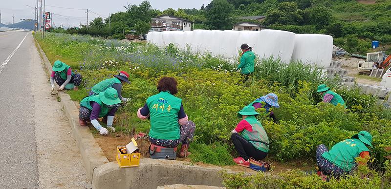 양도면_새마을부녀회_가로화단_제초작업