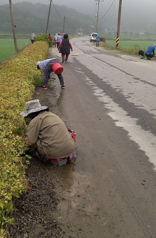 양사면_덕하3리_환경정화_(1)