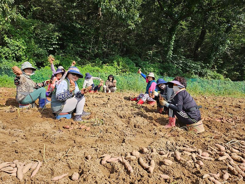 양사면_지역사회보장협의체_고구마_캐기