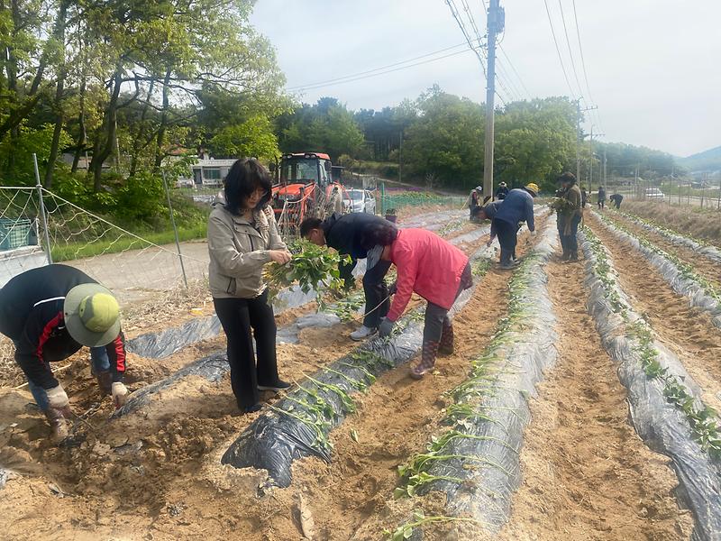 양사면_주민자치위원회_고구마_식재