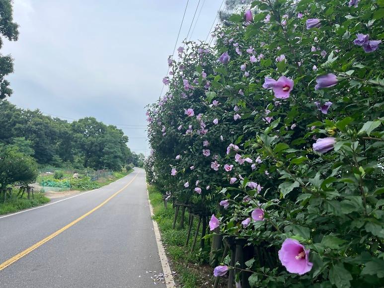 양사면_무궁화꽃