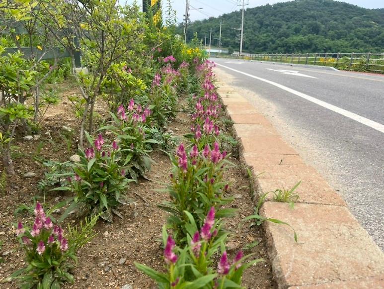양사면_산이포공원_여름꽃_식재