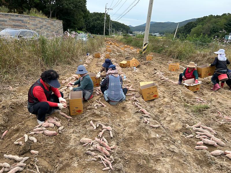 양사면고구마캐기1