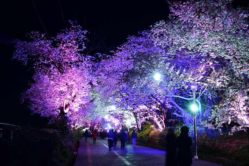 북문_벚꽃길_야간_(1)