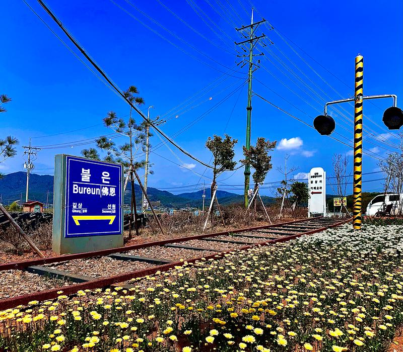 불은면,_봄_꽃_식재로_한층_더_아름다워져_(1)