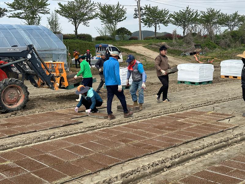 불은면_주민자치위원회,_못자리_모판_작업_실시