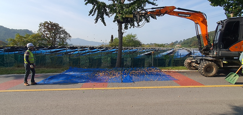 은행나무_열매_채취