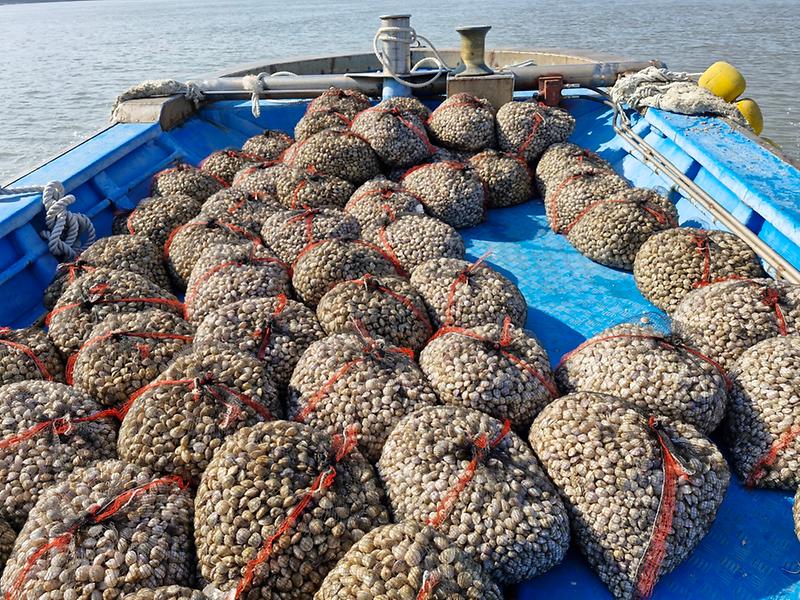 가무락_종패_살포_(2)