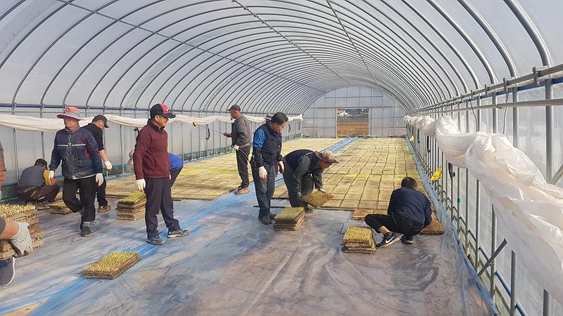 강화군,_봄철_이상저온_대비…적기에_못자리_설치하세요!_(2)