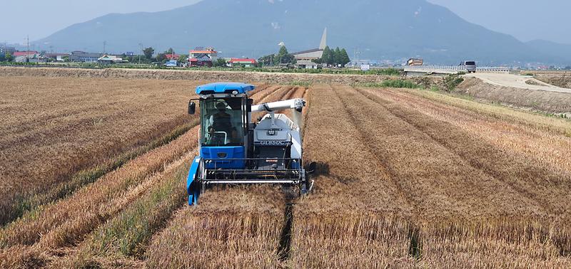 강화군,_찰기_가득한_찰쌀보리_본격_수확_시작_(1)
