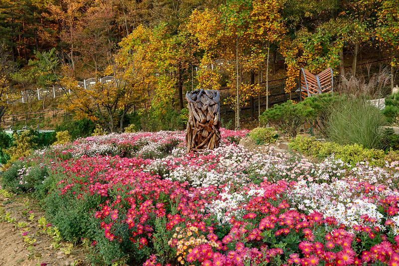 강화군,_가을의_낭만이_솔솔…화개정원으로_놀러오세요!_(1)