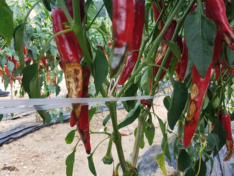 강화군,_고추_탄저병_예방과_방제_철저_당부_(1)