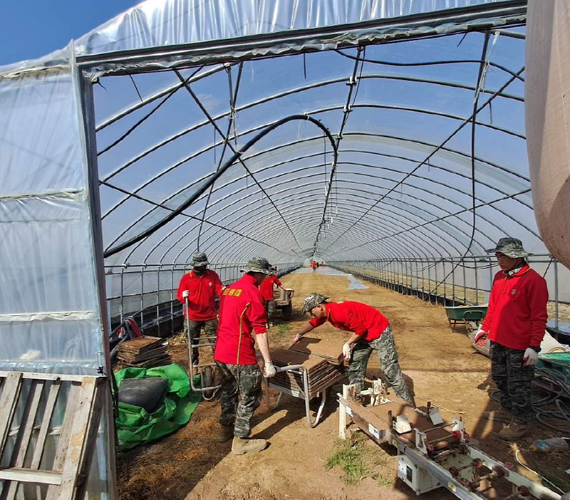 강화군,_해병대_제2사단_농번기_대민_지원에_구슬땀_(1)