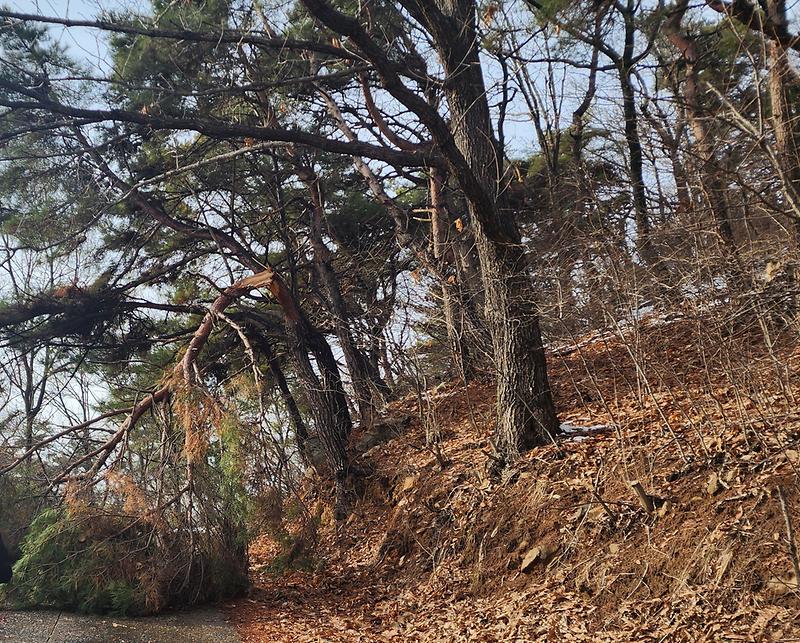 강화군,_주택가_위험_수목_제거해_드립니다!_(2)