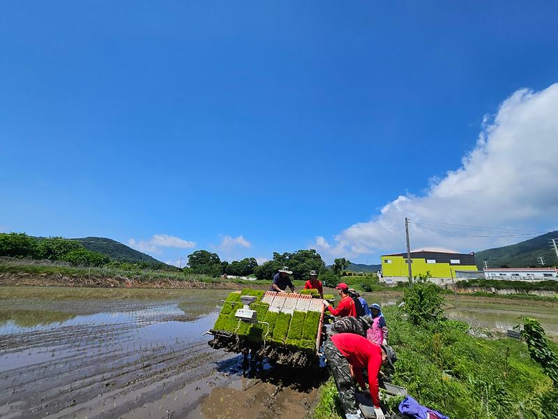 강화군,_농촌일손돕기_대민_지원으로_모내기_적기에_마무리_(2)