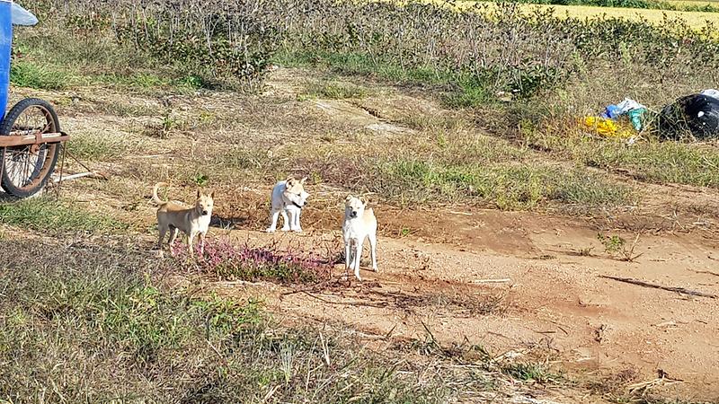 강화군,_실외_사육견_중성화수술_지원사업_신청하세요!_(3)