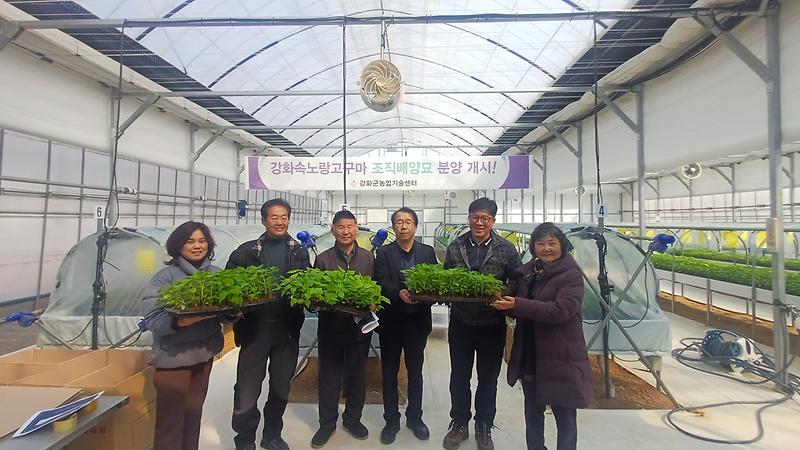 강화군,_속노랑고구마_조직_배양묘_육묘_농가에_분양_(1)