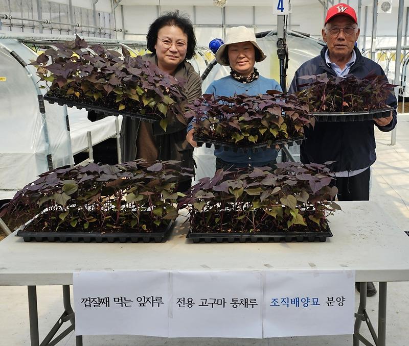 강화군,_통채루_조직배양묘_분양_(1)