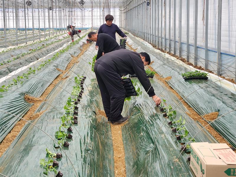 강화군농업기술센터_오이정식_(4)