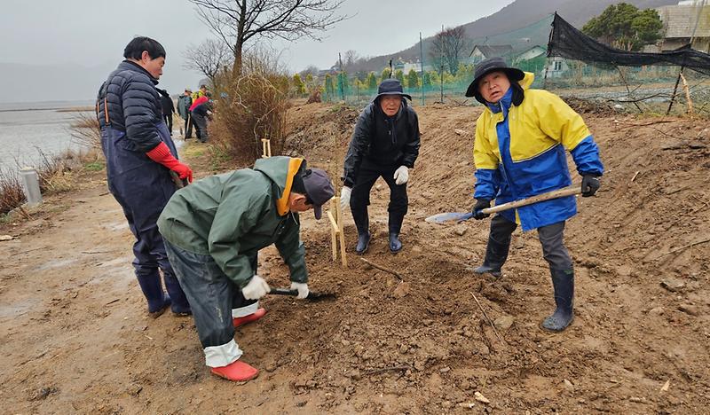 길상면_선두5리,_식목일_맞이_강화체리1호_식수_(1)