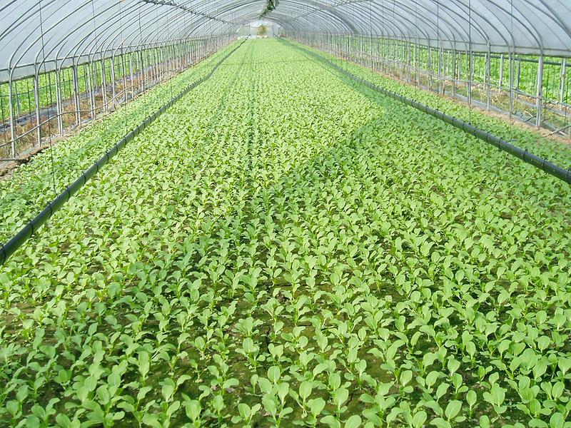 김장채소_사진_(2)