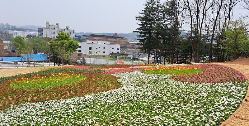 관청근린공원_봄맞이_초화_식재