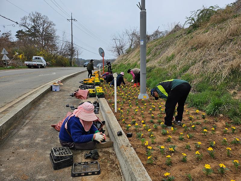 교동면,_봄꽃_식재로_마을_곳곳에_싱그러움_불어넣어_사회보장협의체_(3)