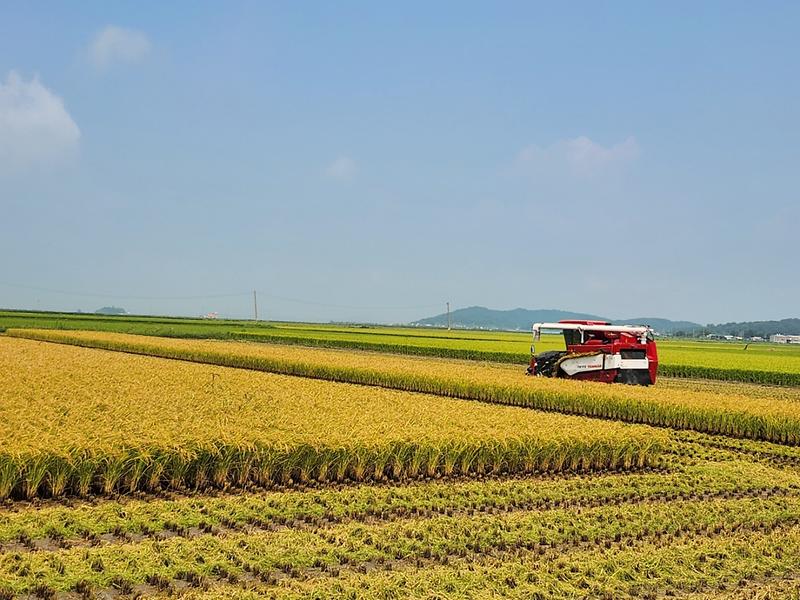 교동면_첫_베기