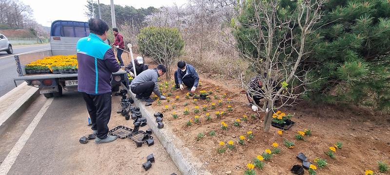 교동면_체육진흥후원회,_우리동네_꽃길_가꾸기_앞장_(1)