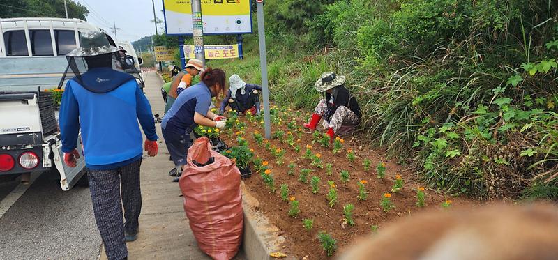 교동면_한여농，_가을꽃_식재