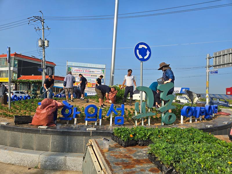 교동면_이장단,_추석_꽃밭_조성