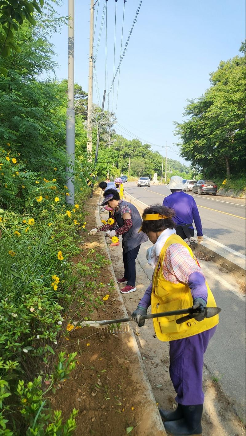 교동면_적십자회,_꽃씨_파종으로_아름다운_경관_기대