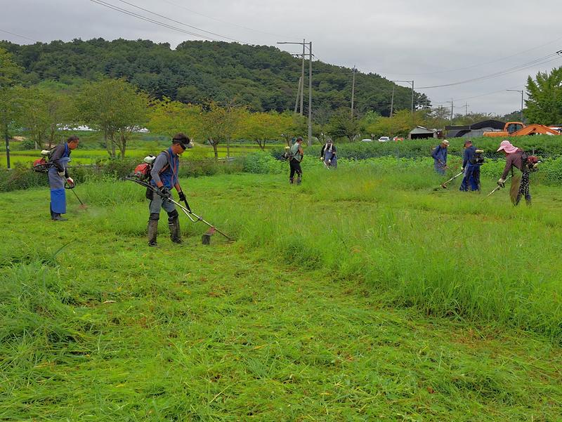 교동면_주민자치위원회,_제초작업