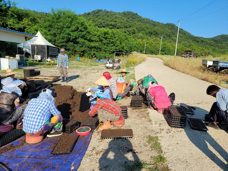 교동면_난정리,_해바라기_정원_조성을_위한_파종작업_실시_(1)