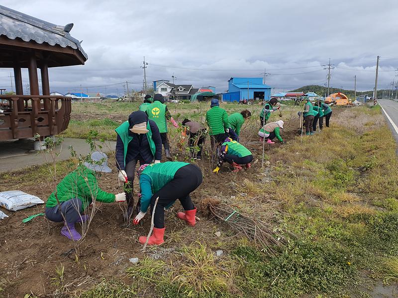 교동면_새마을_부녀회,_새_꽃길_조성으로_관광객_맞이_(2)
